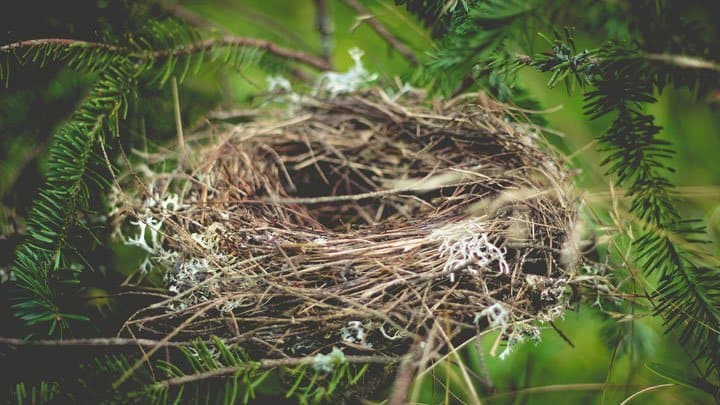 empty nest