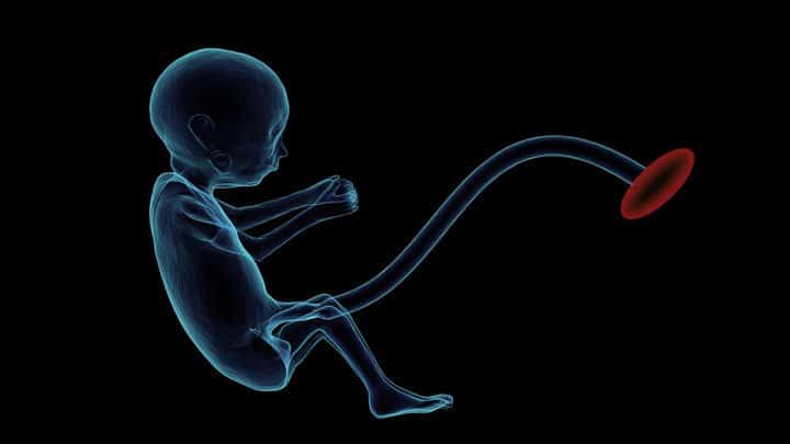 Graphic of fetus tied to umbilical cord